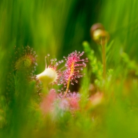 Fotoexkursion: Makrofotografie im Ellbachmoor