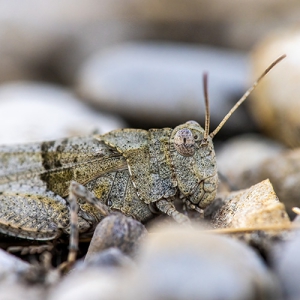 Fotoexkursion: „Insektenschutz ist Umweltschutz“ – Insektenfotografie in der Fröttmaninger Heide