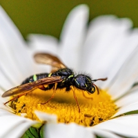 Fotoexkursion: Makrofotografie in den Lechauen bei Landsberg